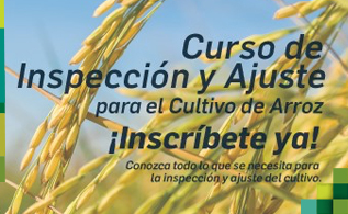 arroz-eventos_1.jpg