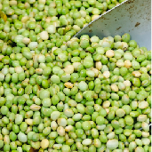 -_a_frijol_verde.jpg