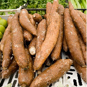 -_a_yuca_dulce.jpg