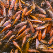 -_p_tilapia_roja_santander.jpg