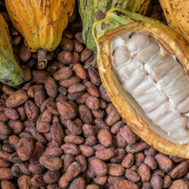 _a_b1_cacao_santander_mra.jpg