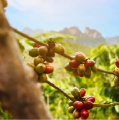 _a_b2_cafe_sombrio_antioquia_mra_v_publico.jpg