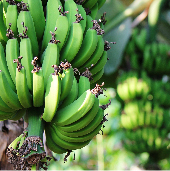 _a_b6_platano_antioquia_mra.jpg