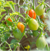 _a_b7_tomate_de_mesa_antioquia_mra.jpg