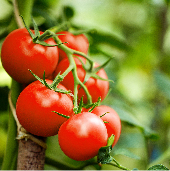 _a_b7_tomate_de_mesa_huila_mra.jpg