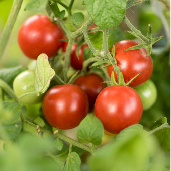 _a_tomate.jpg