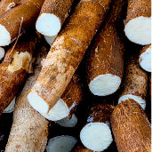 _a_yuca.jpg