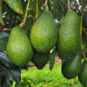 _b3_aguacate_criollo_santander.jpg