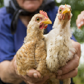 _p_b5_marco_pollo_engorde_huila.jpg