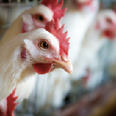 _p_b5_marco_pollo_engorde_tecnificado.jpg