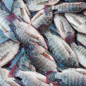 _p_b5_marco_tilapia_huila.jpg