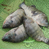 _p_b6_marco_tilapia_antioquia.jpg