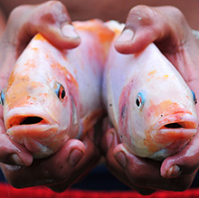 tilapia_roja_mra_miniatura.jpg