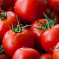 Tomate chonto invernadero Sutamarchán y Villa de Leyva, Boyacá