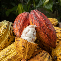 cacao