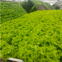 lechuga