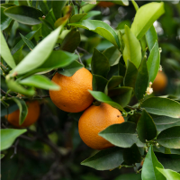 naranja
