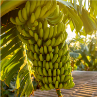 Plátano Cachaco, Coyaima Tolima  ✅ 