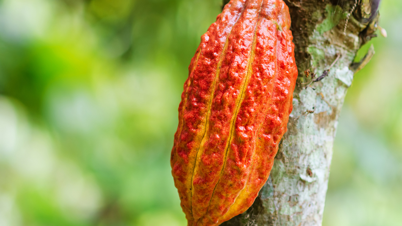 cacao.jpg
