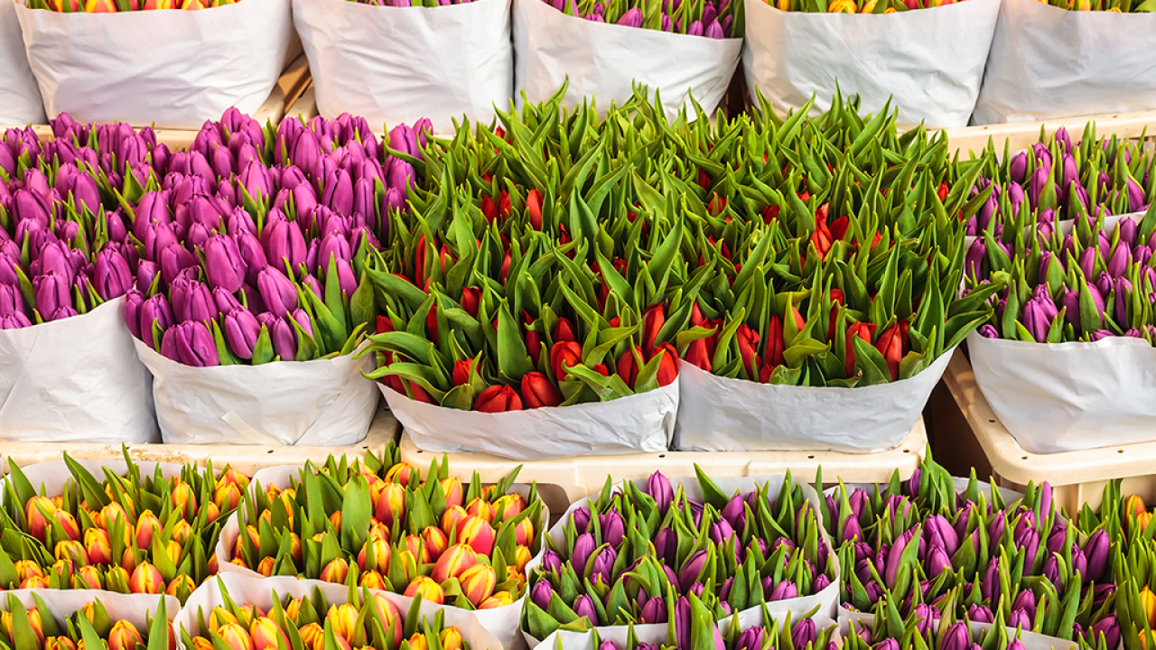 flores_multicolor.jpg