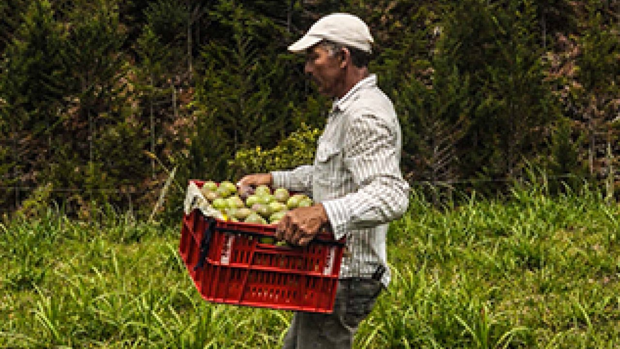 campesino_arando_2_0.jpg