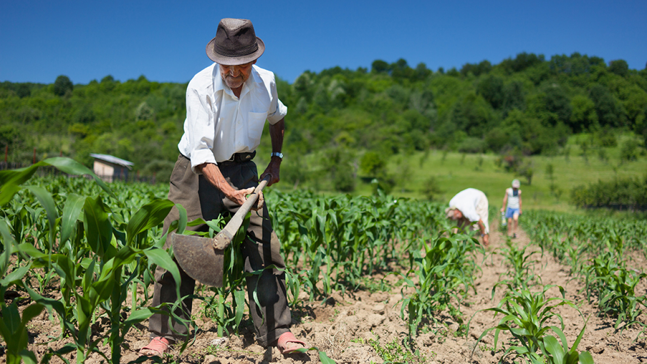 campesino_arando_2.jpg