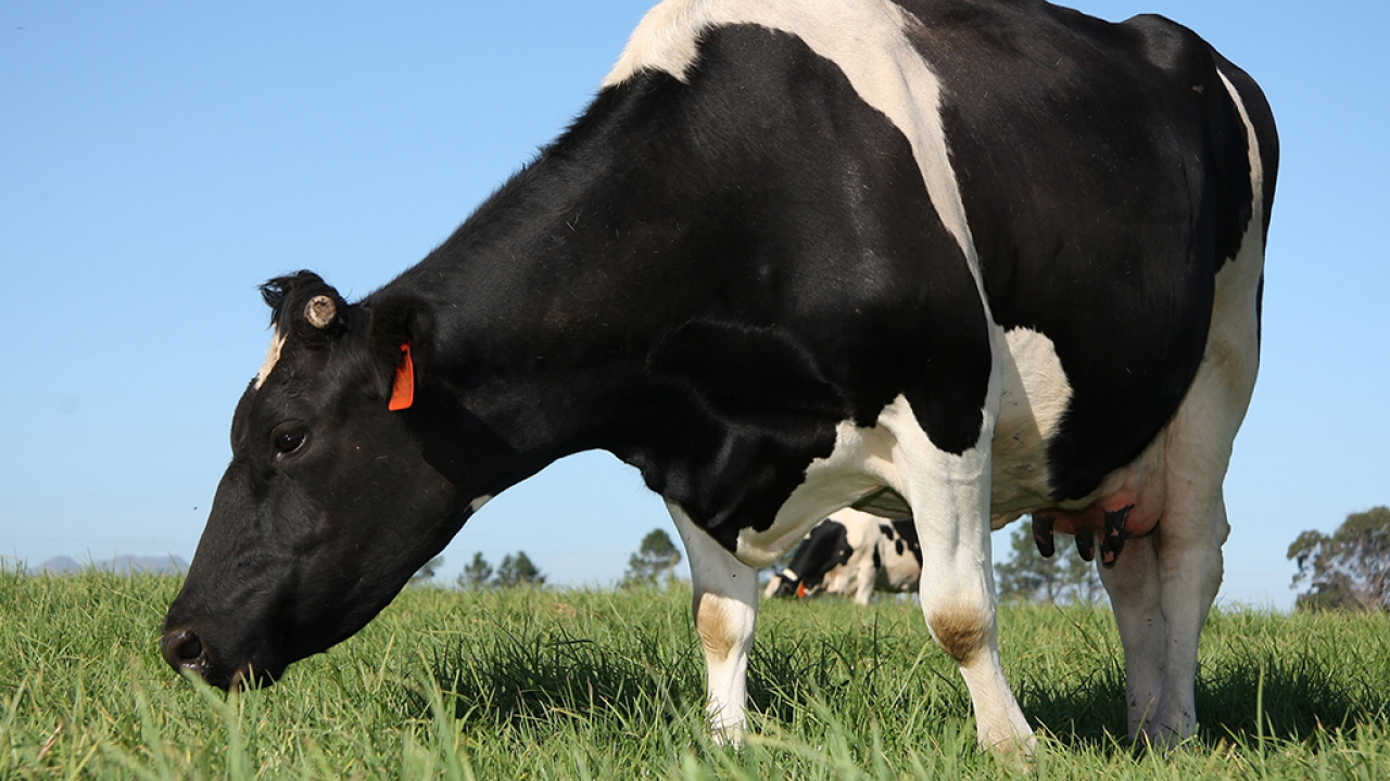 ganado_holstein_2.jpg