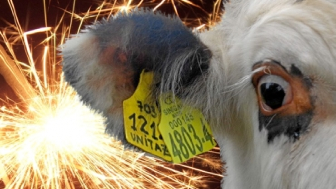 polvora_animales.jpg