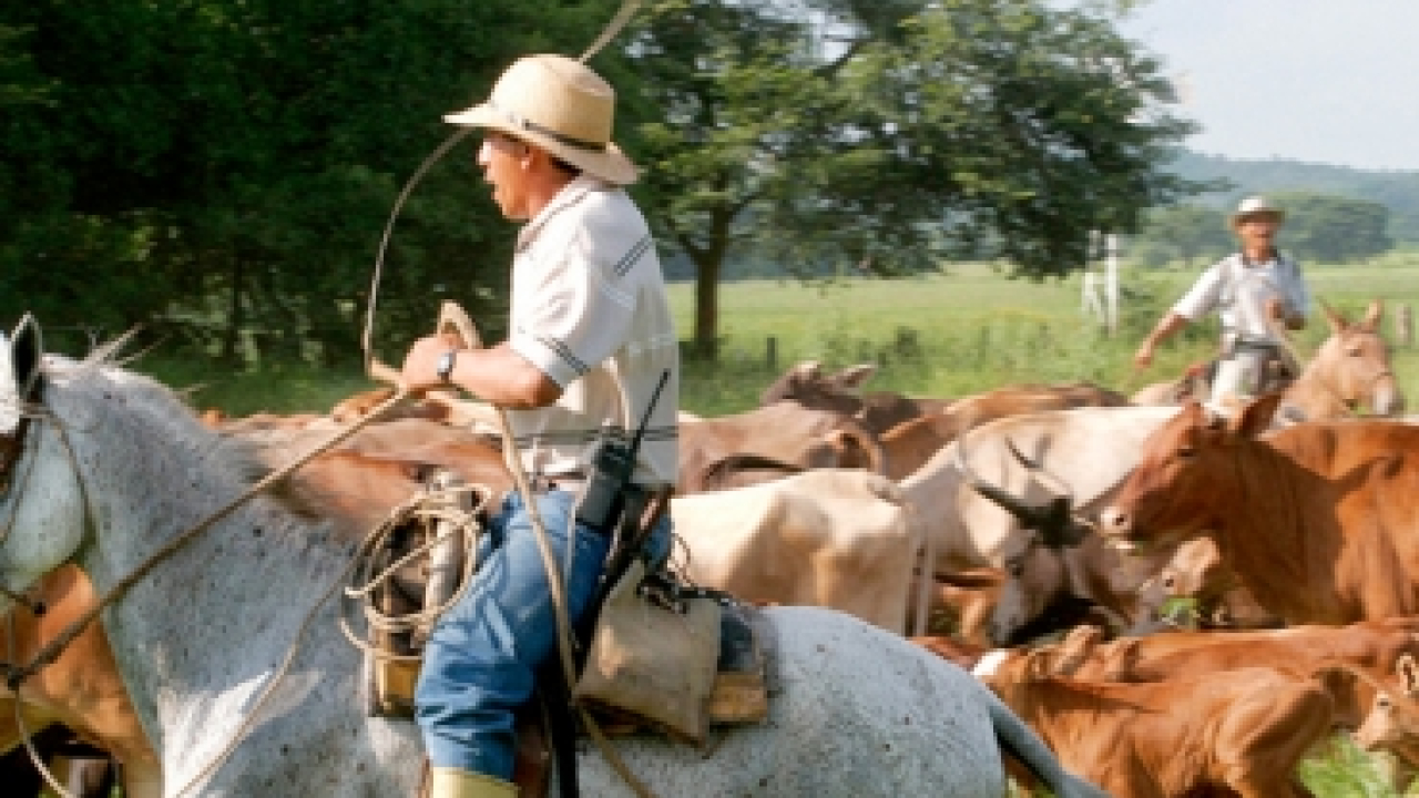 manejo_ganado.jpg