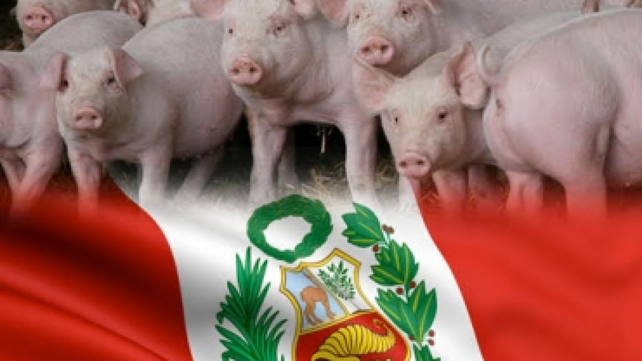 cerdo_peru.jpg