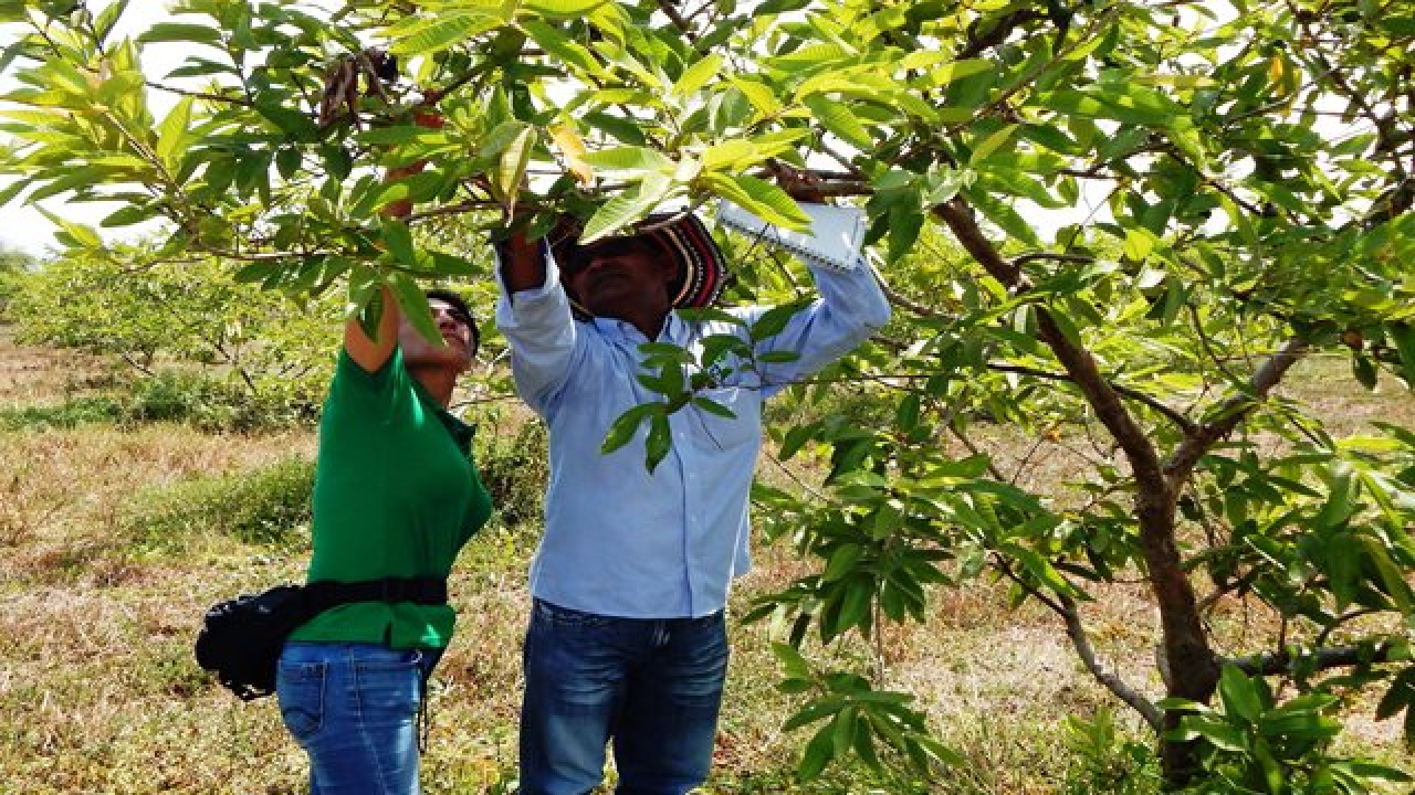 guayaba.jpg