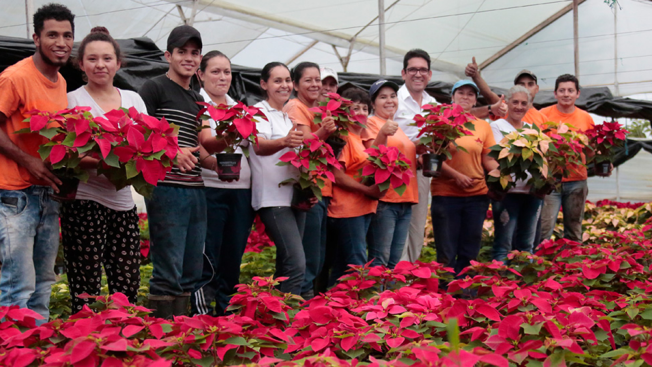 portada-web-poinsettias.jpg