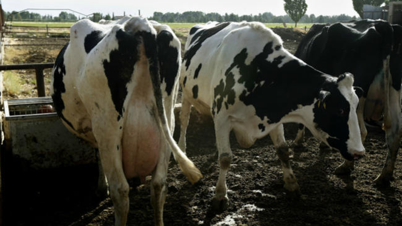 vacas_ganado_animales_-_afp_1.jpg