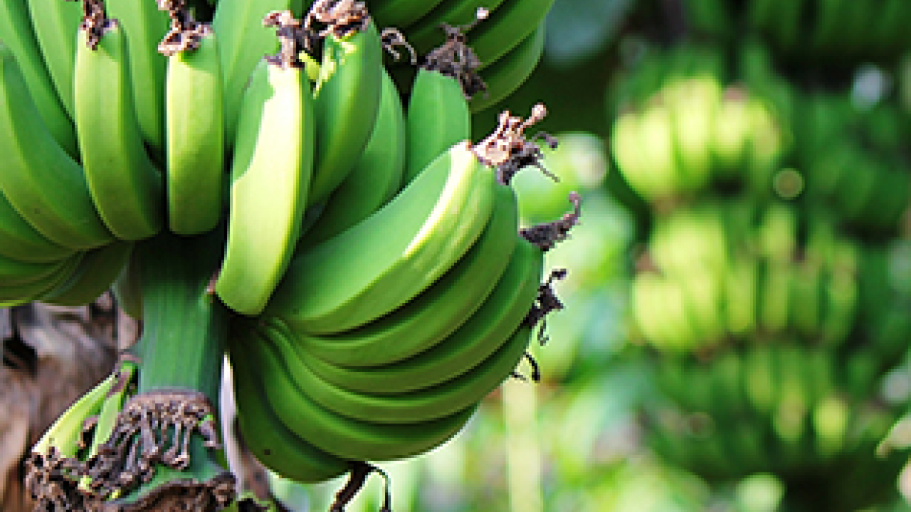platano.jpg