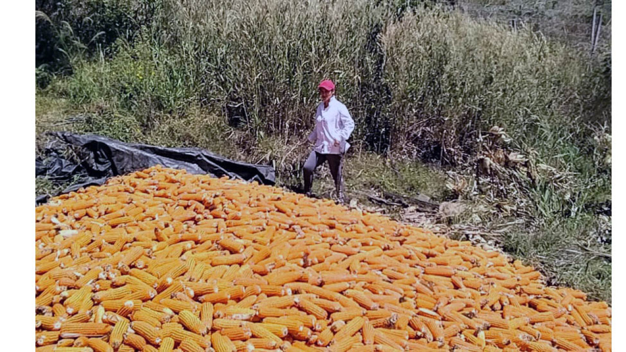 Maíz y frijol, la nueva apuesta de pequeños productores de tabaco de Santander y Boyacá