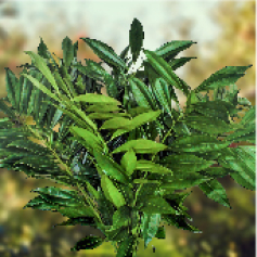 -_a_cocculus_cundinamarca_.jpg