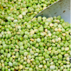 -_a_frijol_verde.jpg