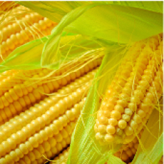 -_a_maiz_amarillo_tradicional_pioneer.jpg