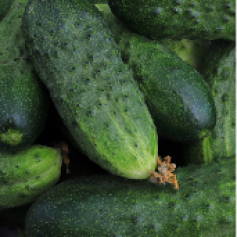 -_a_pepino_cohombro.jpg