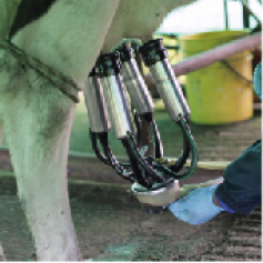 -_p_ganaderia_de_leche_especializada.jpg