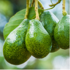 _a_aguacate_lorena.jpg