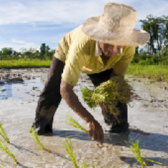 _a_b1_arroz_riego_huila_mra.jpg