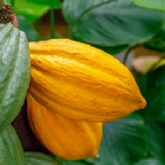 _a_b1_cacao_antioquia_mra.jpg