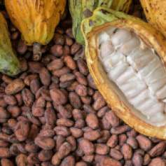 _a_b1_cacao_santander_mra.jpg