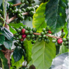 _a_cafecastillo-84.jpg
