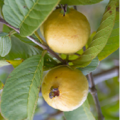 _a_guayaba.jpg