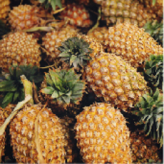 _a_pina.jpg