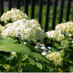_b1_hortensias_antioquia.jpg