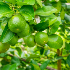 _b1_limon_tahiti_antioquia_0.jpg