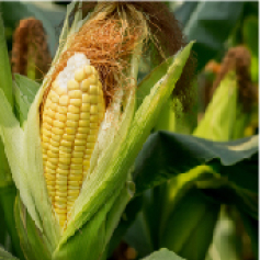 _b1_maiz_cundinamarca_0.jpg